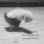 آهنگ منو حالا نوازش کن که این فرصت نره از دست شاید این آخرین باره که این احساس زیبا مهدیار