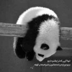آهنگ چه ساده دل بردی یار بی حواس دلم یه حالی شد ای روانشناس