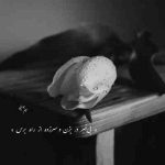 آهنگ جانم بسوخت از رفتنت آتش گرفته آشیانم بعد از تو من بی بال و پرم در آرزوی آسمانم