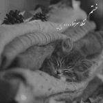 آهنگ دلم میخواست یکی باشه از اون عشقا که لجبازه تر و تازه از اون اول واسه خودم باشه