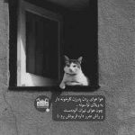 آهنگ آخه جنگل موی تورو مگه کی داره غیر خودت نفسم منو ول نکنی توی دنیای سردی که بی تو
