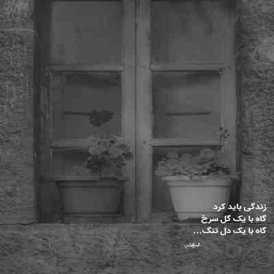 آهنگ هنوزم دیوونه میشم با بوی نارسیسو