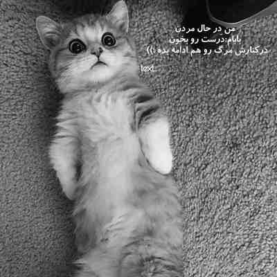 آهنگ هر جا میرم پرته بهت حواسم