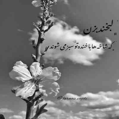 آهنگ شکوفه میرقصد از باد بهاری