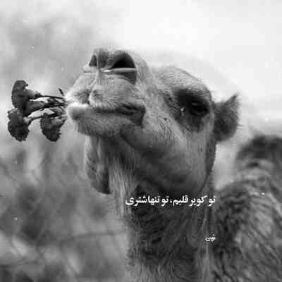 آهنگ من هنوز عکسای دوتاییمونو دارم