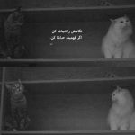 آهنگ بازی رو باختم تو جهنم یخ کردم