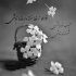 آهنگ خود آهو چشماتو دزدیده ستاره باریده انگار رو چشمات