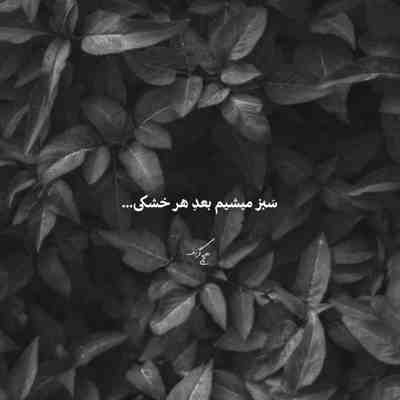 آهنگ گل گندم گل من شب شده چشماتو ببند