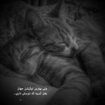 آهنگ بنازم به صورت نازت از اون آدمام هرچی بگی میرقصم به سازت