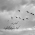آهنگ دلبر تو لوس منی تو تازه عروس منی
