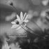 آهنگ شهریوری دلو بردی یه تنه حق هرچی خوشگلو خوردی