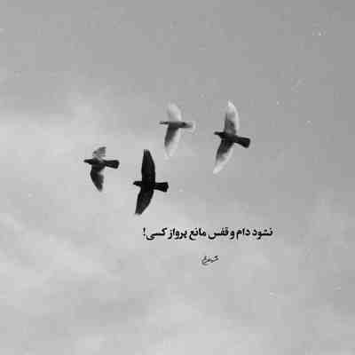 آهنگ یهو دیدمت مثل یه گل از باغچه چیدمت