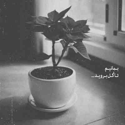 آهنگ جانا تو ماه روشنی