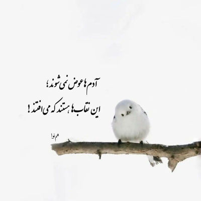 آهنگ هر عشقی میمیرد