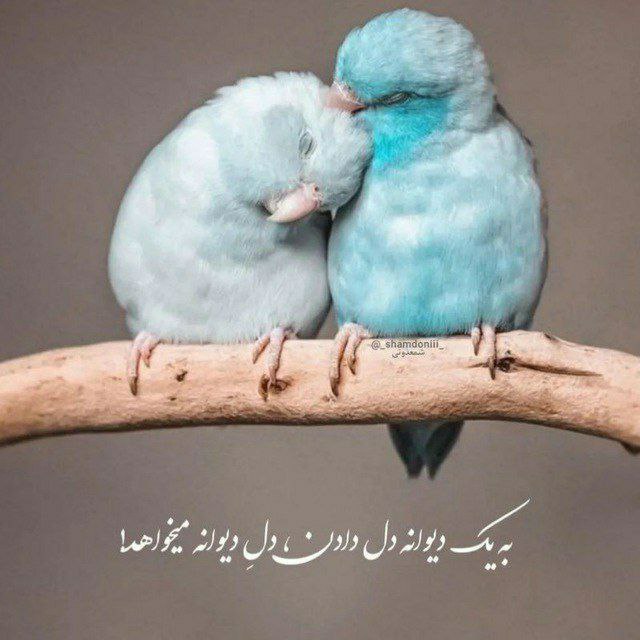 آهنگ تو یار ابدیمی عشق مو فرفری مصطفی ابراهیمی