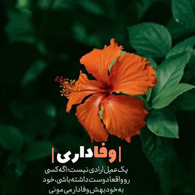 آهنگ اردک تک تک عمو پورنگ