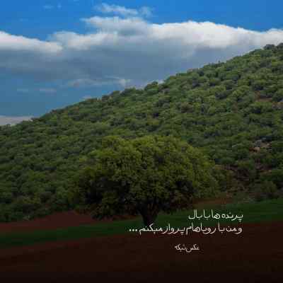 آهنگ عشقم نمیدونی چه قشنگه ببینی یکی میجنگه برات ناصر زینعلی