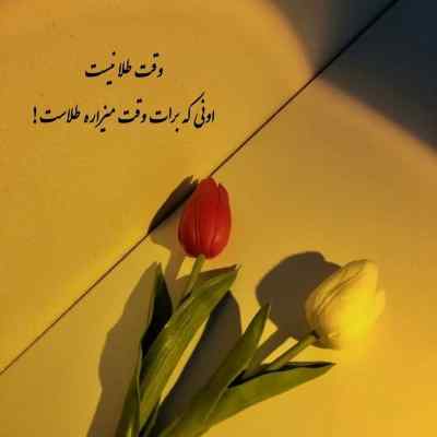 دانلود آهنگ شایان یو حاجی سر صبح از سگ بدترم