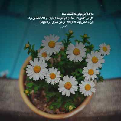 آهنگ این دیوونه داستان داره صاف وایستاده نایکام پامه شایع