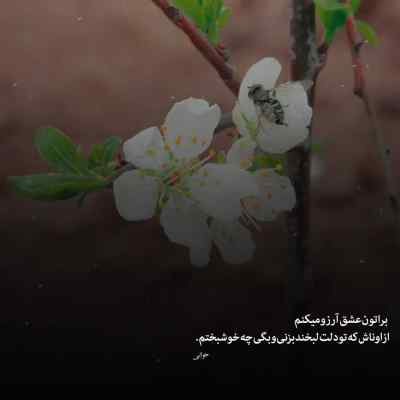 آهنگ مه او اشکسته بالم که دارم شوق پرواز ریمیکس
