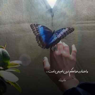 آهنگ یارم به یک لا پیرهن از محمدرضا شجریان + دانلود کیفیت 320