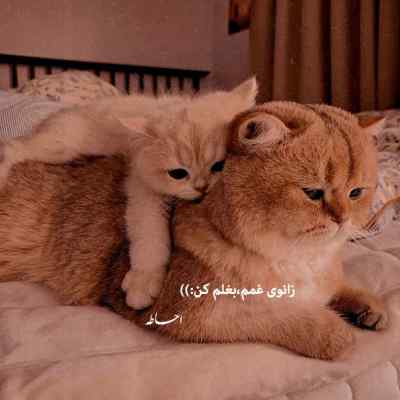 آهنگ من کردم اشتباه لگد زدم به عشقم شایان یو + دانلود