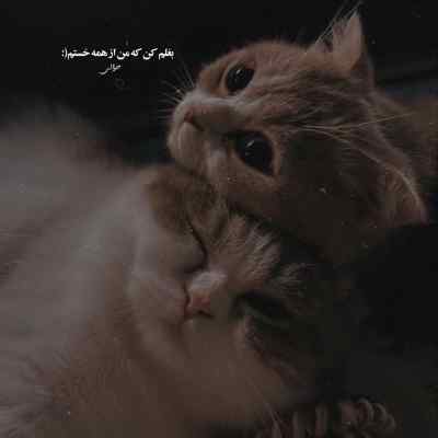 آهنگ طاعون اگه من گشنه ام اون نون منه اینستا ریمیکس