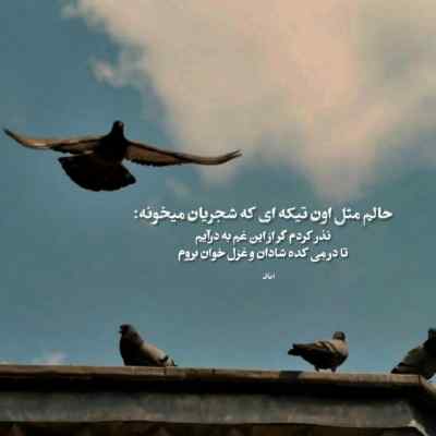 آهنگ بین خوشگلا تکی ای امان امان محسن زارع + دانلود