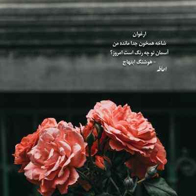 آهنگ دختره پیش فابش داد زد لاور بوی فنه + دانلود