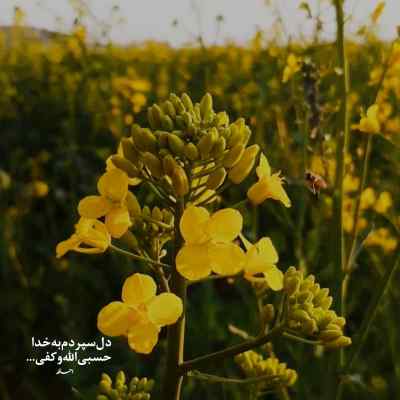 آهنگ گل سرخ و سفیدم دسته دسته عزیز بشینه کنارم مجتبی بدری