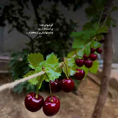 آهنگ محتاج ناجی شایع علی سورنا مهدیار هیپهاپولوژیست ریمیکس