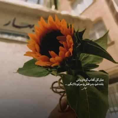 آهنگ دلار هیپهاپولوژیست گاد پوری امیر تتلو پیشرو حصین ریمیکس