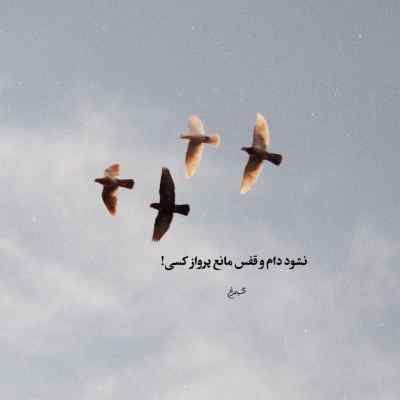 آهنگ قلب مشکی از رامین تجنگی