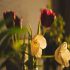 آهنگ جلو چشام جونم رفت با صدای سوسن