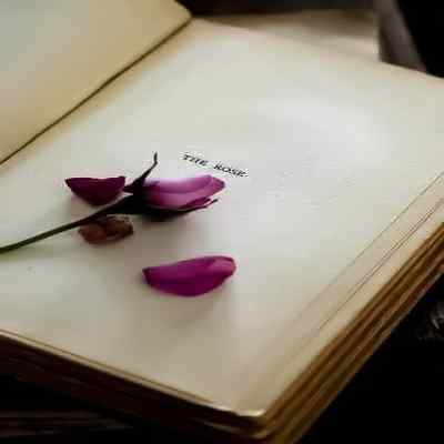 آهنگ تو منو گرگم کردی تو منو بزرگم کردی از هونام